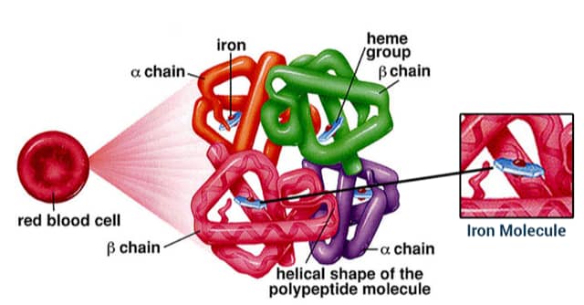 Hemoglobin Structure 